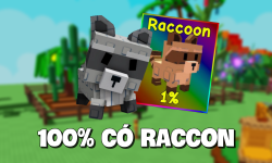 Acc Có Raccon